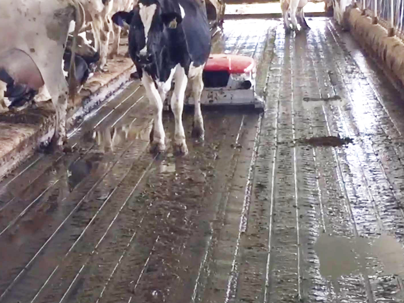 lely discovery at work with cow