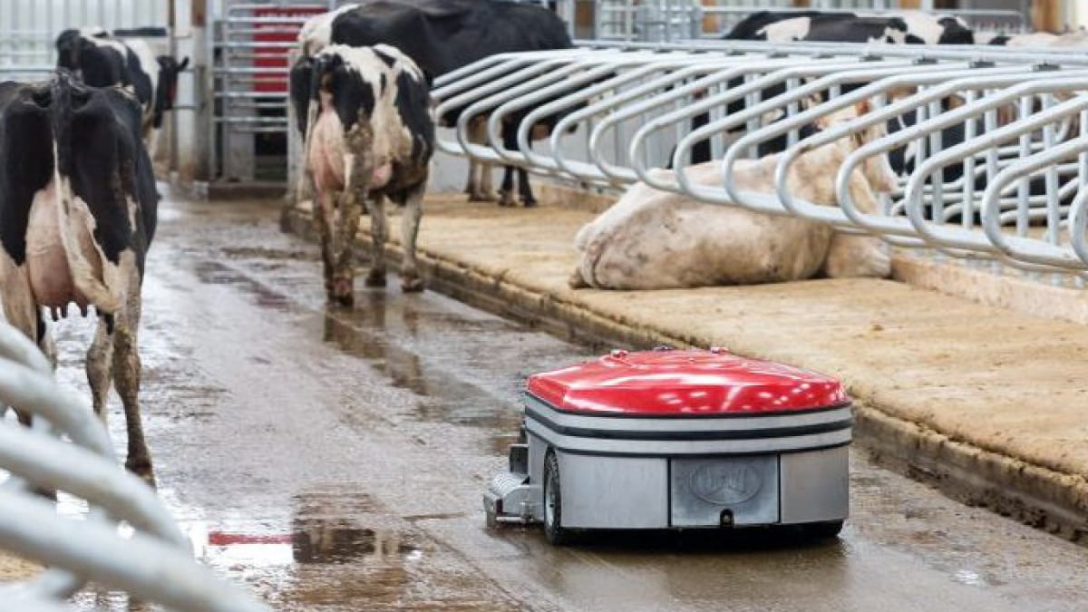 Modern dairy farm with black and white cows in a barn, featuring an automated red robotic floor scrubber cleaning the walkway. This highlights the use of advanced technology in agriculture to maintain cleanliness and hygiene.