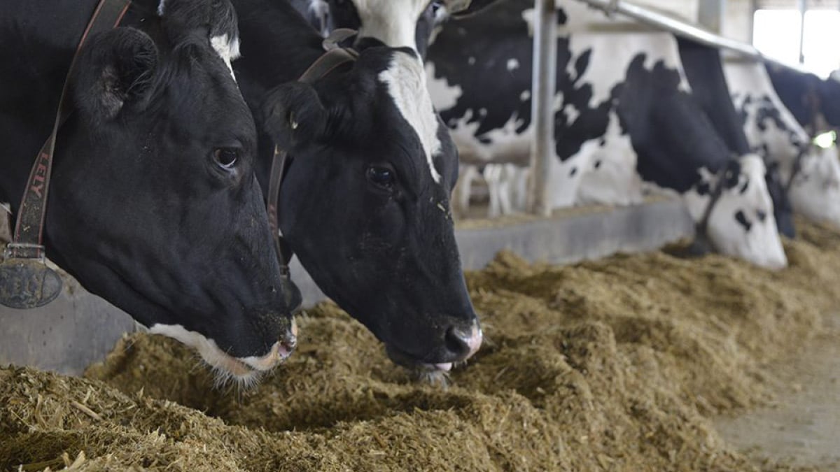 Two black and white cows eating hay in an indoor barn setting, highlighting livestock management and dairy farming practices.