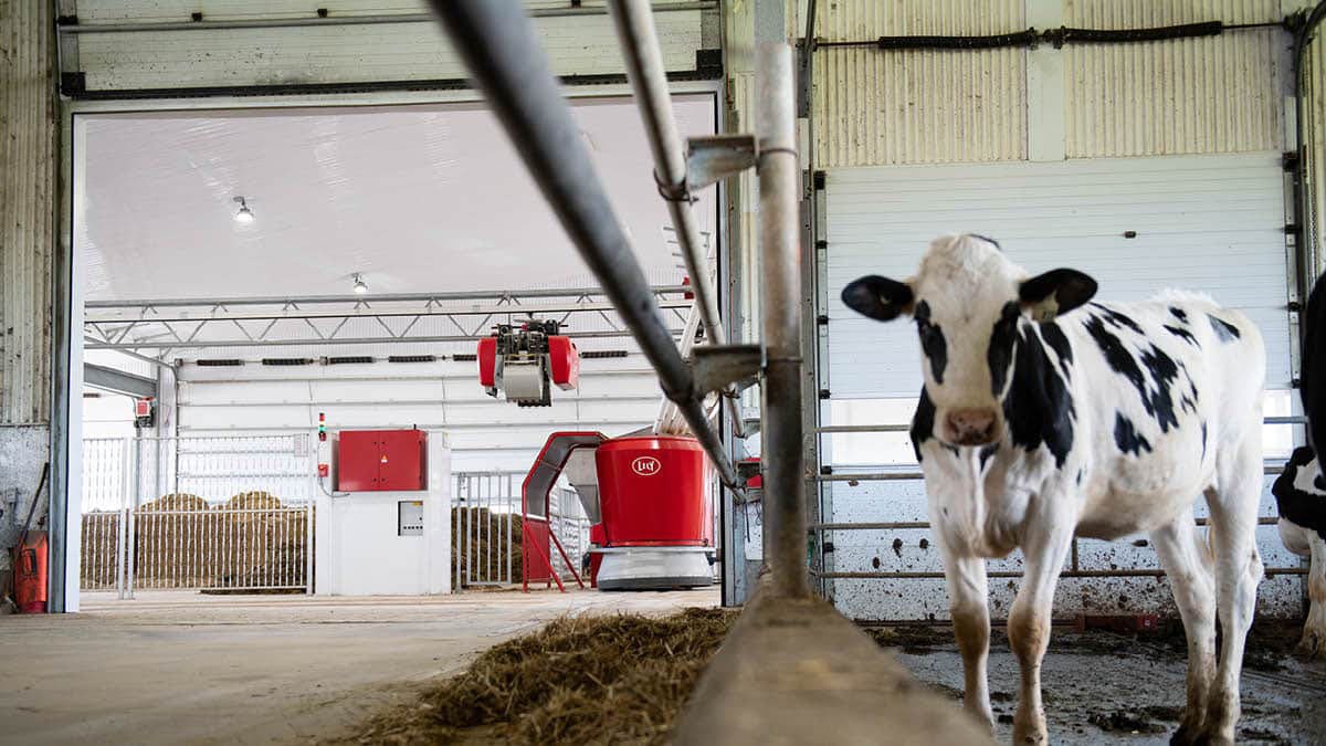 Interior of a barn with dairy cows and automated milking equipment, featuring a black and white cow in the foreground and a red automated milking machine in the background, showcasing modern farming practices.