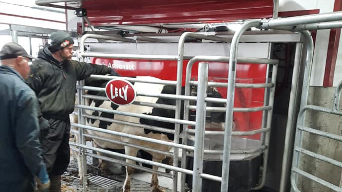 Cow inside a metal enclosure with a red and white machine labeled ‘Lely Astronaut’ positioned above it, demonstrating an automated milking system used in modern dairy farming.