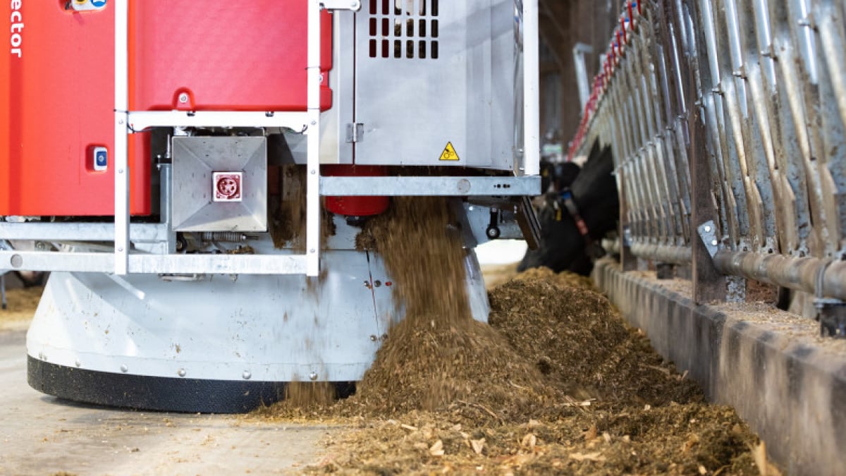 Automated feeding machine dispensing fodder in a livestock barn, showcasing modern agricultural technology for efficient animal husbandry.