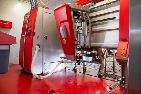 Automated milking machine in operation, showcasing advancements in agricultural technology and efficiency in dairy farming.