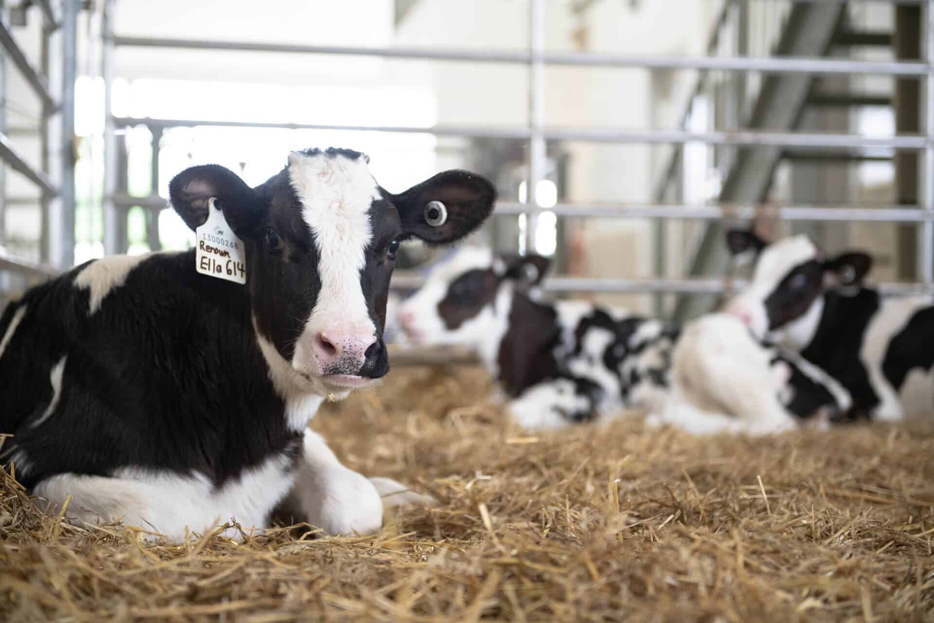 A young calf lying on straw bedding inside a barn, with other calves resting nearby.