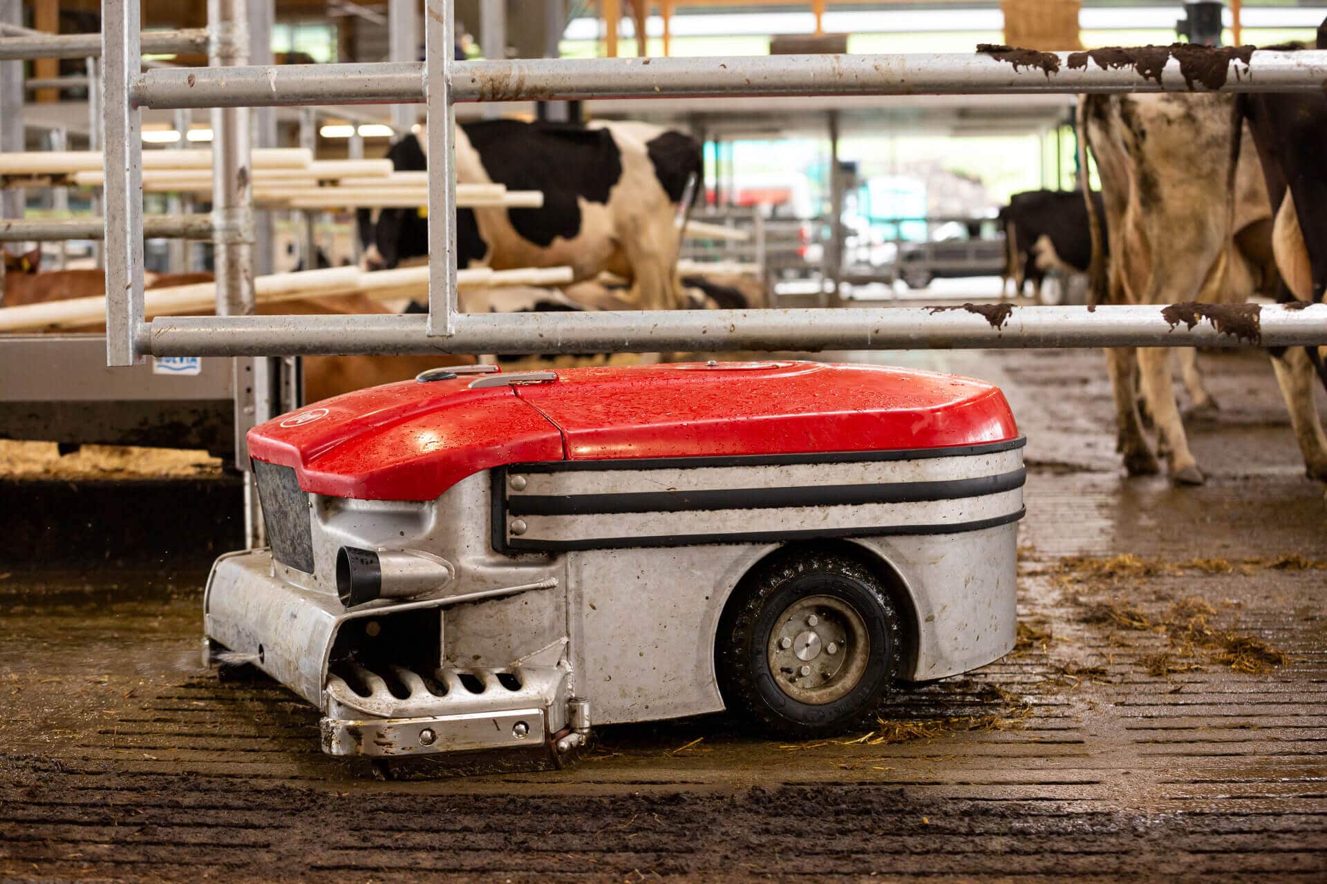 A red automated cleaning robot operating in a barn with cows in the background.