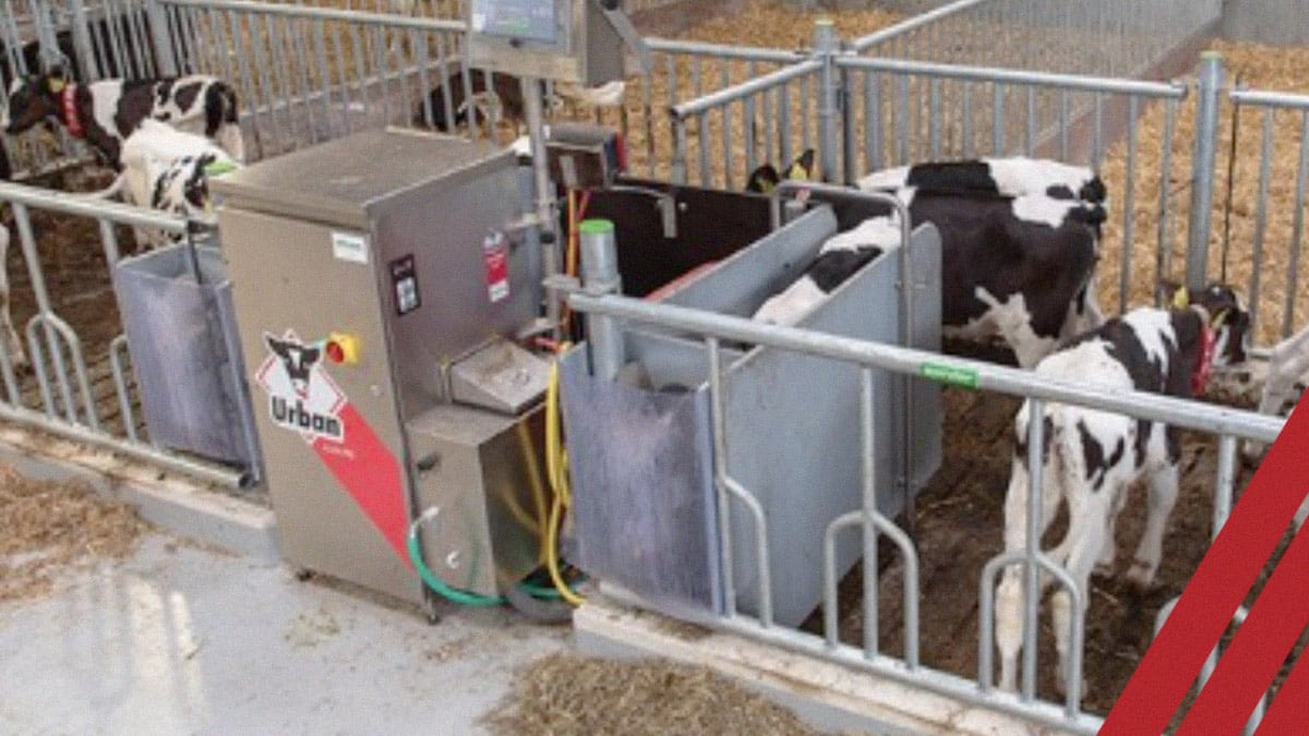 Automated calf-feeding equipment with calves waiting in individual pens.