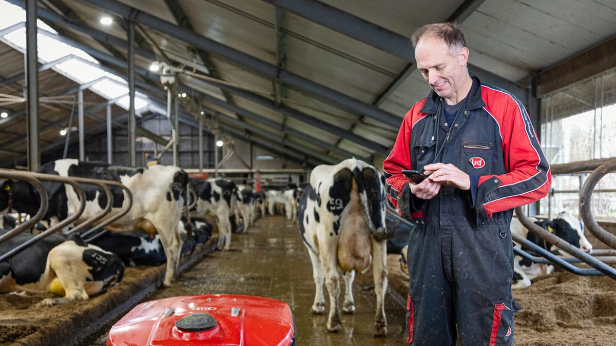 Indoor cattle farm with numerous cows in stalls. A person in a red and black outfit stands in the center holding a small object, next to a red machine possibly used for cleaning or feeding.