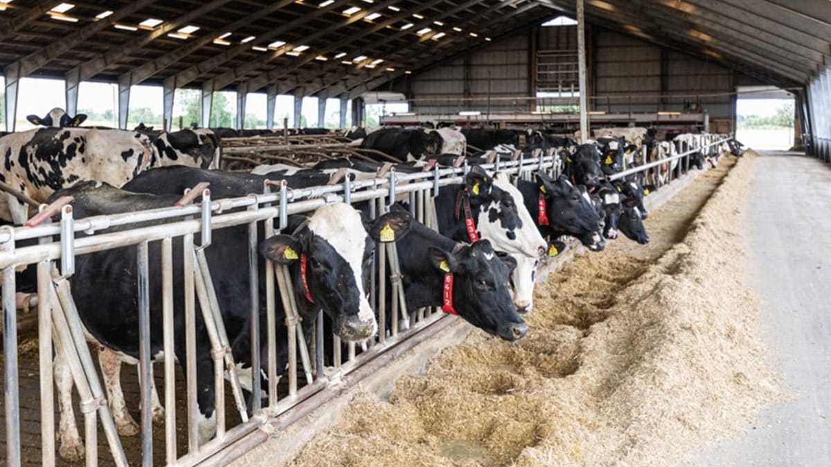 Row of black and white cows inside a barn, each in its own compartment with metal barriers, facing a trough filled with hay. This image depicts modern livestock farming practices, specifically dairy or beef cattle housing.