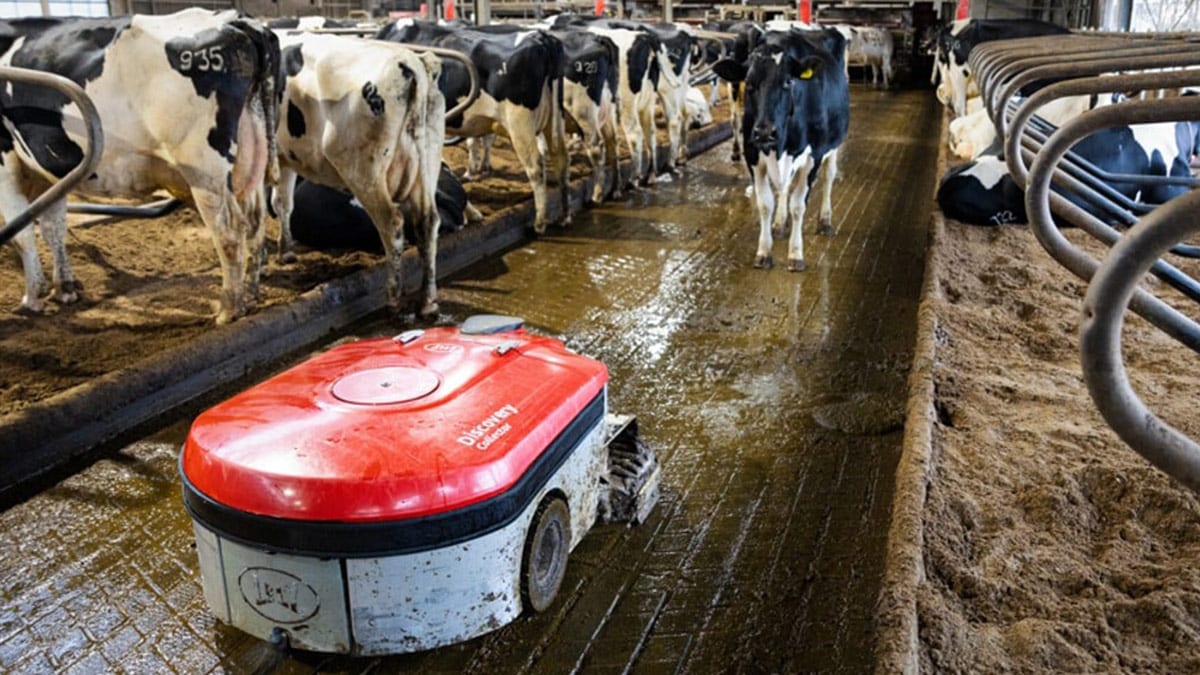 Red and white robotic device on the floor of a dairy farm, surrounded by cows. This robot appears to be an automated cleaning machine used to maintain hygiene within the facility.